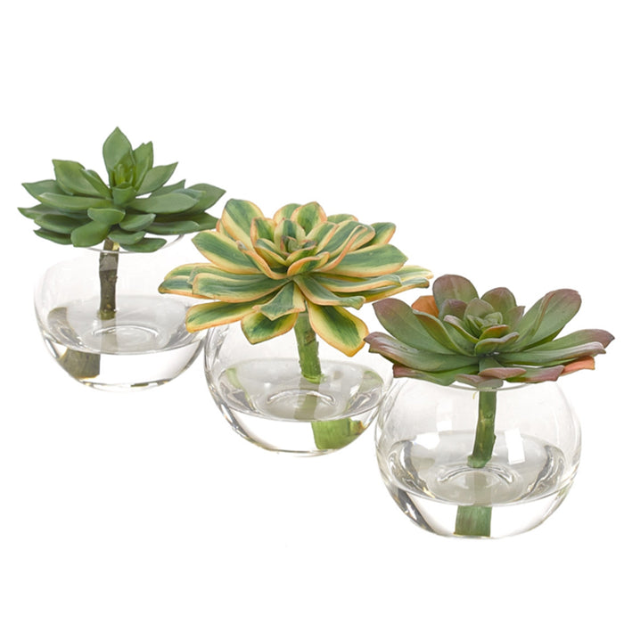 Succulent | Set of 3