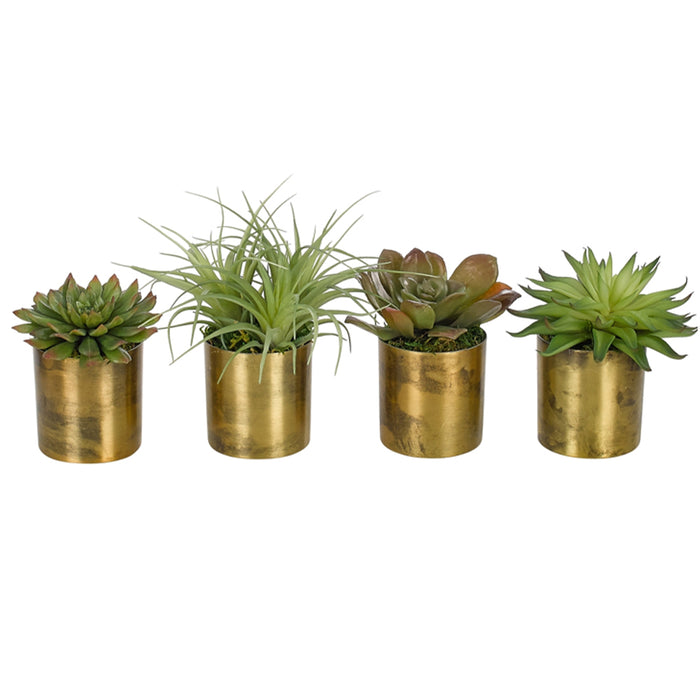 Succulent | Set of 4