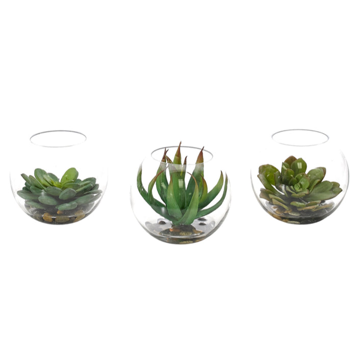 Succulent | Set of 3