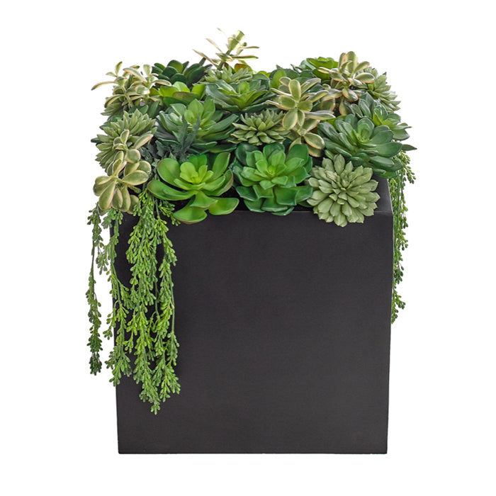 Succulent, Green Mauve, Cube Matte Black