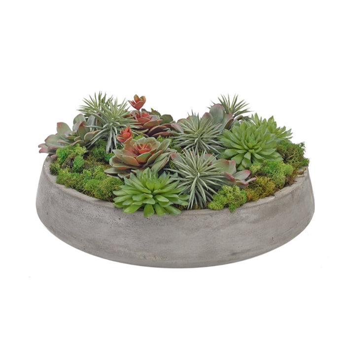 Succulent, Grey Mauve, Concrete Bowl