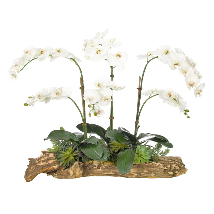 Orchid Succulent, White, Wood Planter