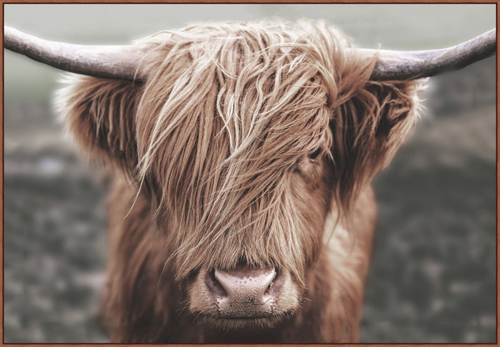 Buffalo Portrait